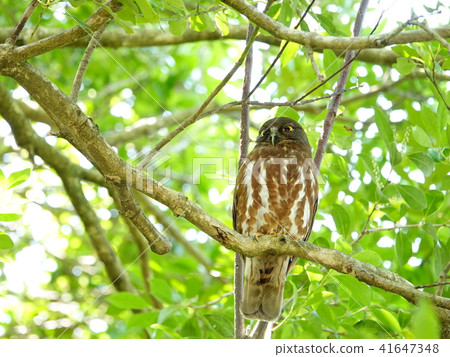 The rare owl "Barn Owl" The rare owl "Barn Owl" 41647348
