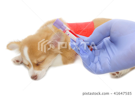 Doctor examining puppy dog in vet clinic 41647585