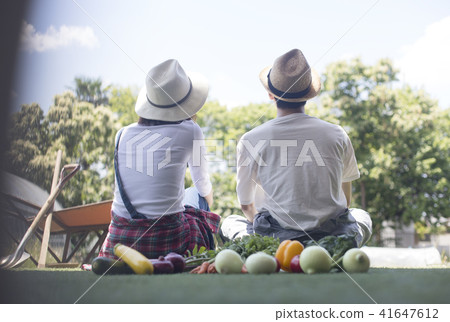 Agricultural vegetable harvest Agricultural vegetable harvest 41647612