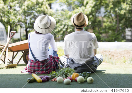 Agricultural vegetable harvest Agricultural vegetable harvest 41647620