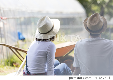 Agricultural vegetable harvest Agricultural vegetable harvest 41647621