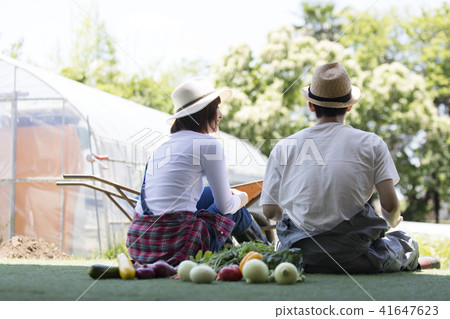 Agricultural vegetable harvest Agricultural vegetable harvest 41647623