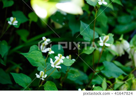 Hokkaido Hokkaido 41647824