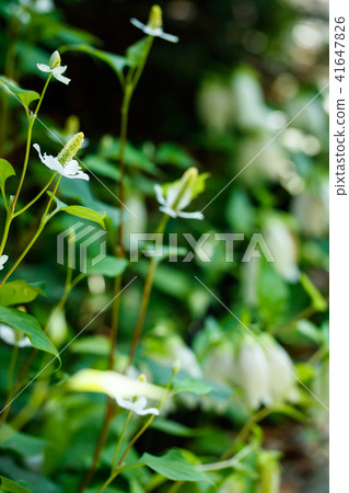 houttuynia cordata, chameleon plant, dokudami 41647826
