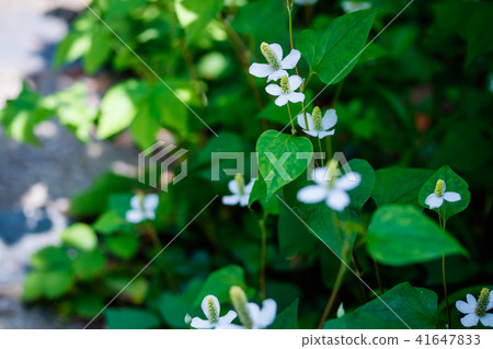 Hokkaido Hokkaido 41647833