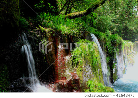 Kikuchi Valley in the early summer A stream of coolness and a healing forest of water and green 41648475