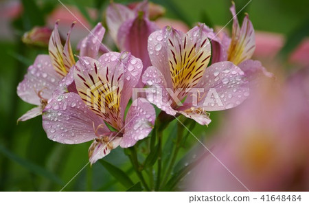百合水仙花與水滴 41648484