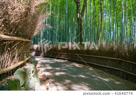 京都·佐賀嵐山小竹林 41648774