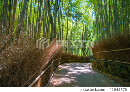 京都·佐賀嵐山小竹林 41648776