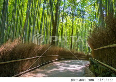 京都·佐賀嵐山小竹林 41648778