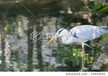Ao-sama that aims at fish Ao-sama that aims at fish 41649005