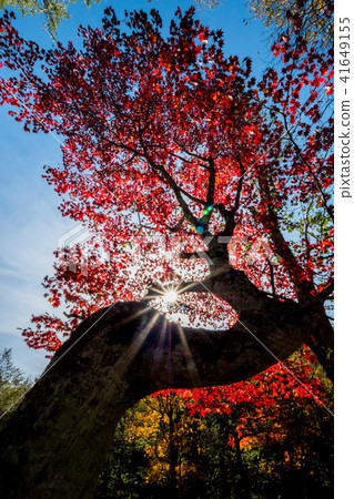 The silhouette and rays of light of the beautifully curved crimson autumn leaves on the shores of Lake Akan in Hokkaido The silhouette and rays of light of the beautifully curved crimson autumn leaves on the shores of Lake Akan in Hokkaido 41649155