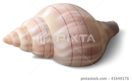 Isolated Shell on a White Background 41649178