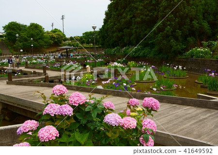 Hydrangeas, irises and gazebos 41649592