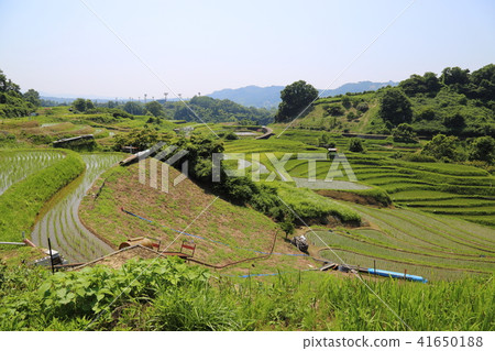Rice Terrace in Shimosuka (Japanese rice paddy one hundred elections) Osaka prefecture Chihayakusakamura Rice Terrace in Shimosuka (Japanese rice paddy one hundred elections) Osaka prefecture Chihayakusakamura 41650188