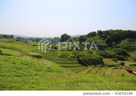 Shimoakasaka Rice Terraces [One of Japan's Top 100 Rice Terraces] / Chihayaakasaka Village, Osaka Prefecture 41650194