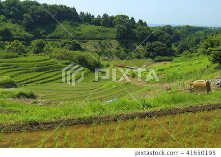 Shimoakasaka Rice Terraces [One of Japan's Top 100 Rice Terraces] / Chihayaakasaka Village, Osaka Prefecture 41650198