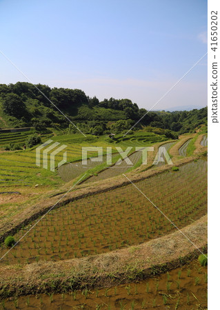 Shimoakasaka Rice Terraces [One of Japan's Top 100 Rice Terraces] / Chihayaakasaka Village, Osaka Prefecture 41650202