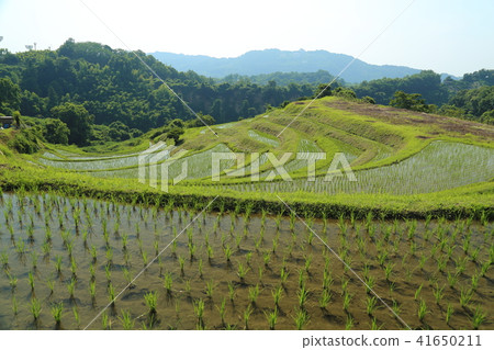Shimoakasaka Rice Terraces [One of Japan's Top 100 Rice Terraces] / Chihayaakasaka Village, Osaka Prefecture 41650211