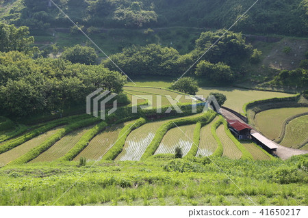 Shimoakasaka Rice Terraces [One of Japan's Top 100 Rice Terraces] / Chihayaakasaka Village, Osaka Prefecture 41650217