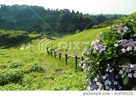 Shimoakasaka Rice Terraces [One of Japan's Top 100 Rice Terraces] / Chihayaakasaka Village, Osaka Prefecture 41650220