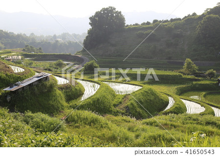 Shimoakasaka Rice Terraces [One of Japan's Top 100 Rice Terraces] / Chihayaakasaka Village, Osaka Prefecture 41650543