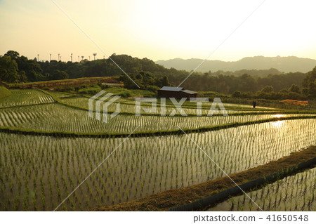 Shimoakasaka Rice Terraces [One of Japan's Top 100 Rice Terraces] / Chihayaakasaka Village, Osaka Prefecture 41650548