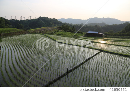 Shimoakasaka Rice Terraces [One of Japan's Top 100 Rice Terraces] / Chihayaakasaka Village, Osaka Prefecture 41650551