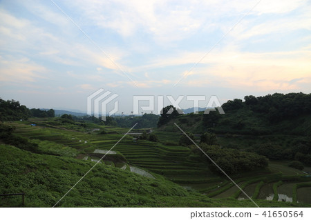 Shimoakasaka Rice Terraces [One of Japan's Top 100 Rice Terraces] / Chihayaakasaka Village, Osaka Prefecture 41650564
