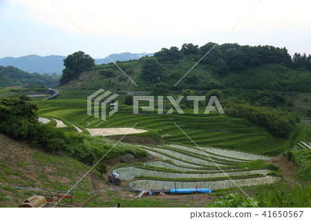 Shimoakasaka Rice Terraces [One of Japan's Top 100 Rice Terraces] / Chihayaakasaka Village, Osaka Prefecture 41650567