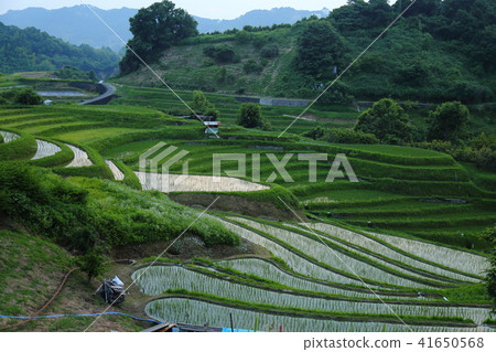 Shimoakasaka Rice Terraces [One of Japan's Top 100 Rice Terraces] / Chihayaakasaka Village, Osaka Prefecture 41650568