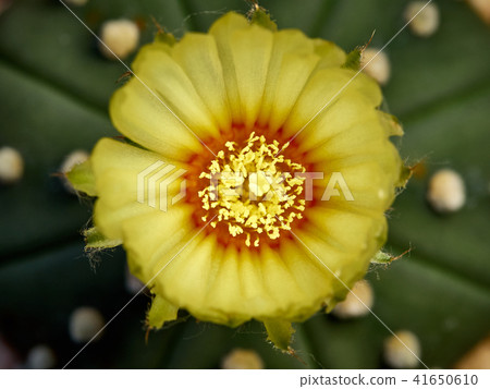 Cactus. Astrophytum 41650610