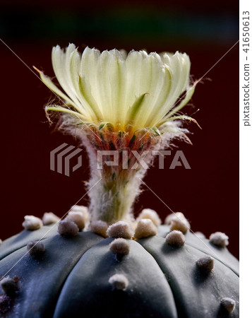 Cactus. Astrophytum 41650613