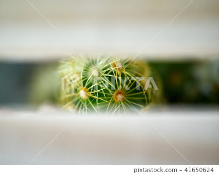 Cuctus. Eriocactus leninghausii 41650624
