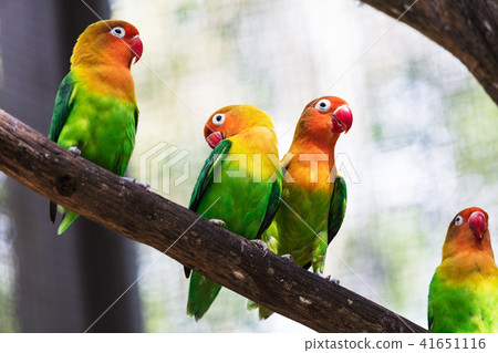 beautiful parrots in a tree 41651116