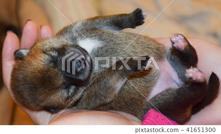 Shiba Inu的寶寶掌握在你的手掌上 Shiba Inu的寶寶掌握在你的手掌上 41651300
