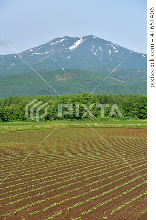 以新雪谷安努普利的殘雪為背景，拍攝北海道俱知安町新移植的甜菜田的景色。 41651406