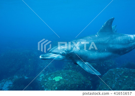 Dolphin Dolphin 41651657