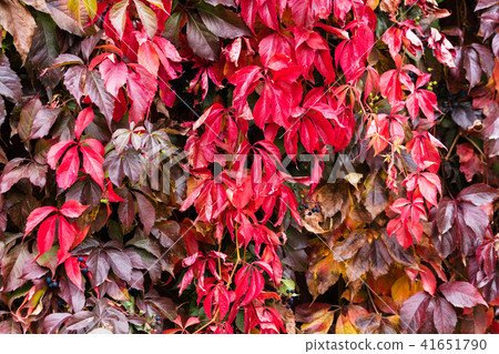 leaves of creeping maiden grapes at fall, autumn 41651790