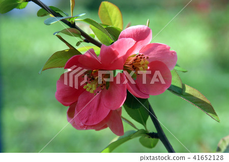 Fruit flowers Fruit flowers 41652128