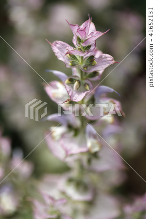 beautiful lilac flower o beautiful lilac flower o 41652131
