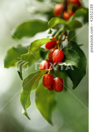 branch with fresh ripe goji berries 41652189