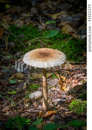 Young Parasol mushroom in the morning sunlight 41652374