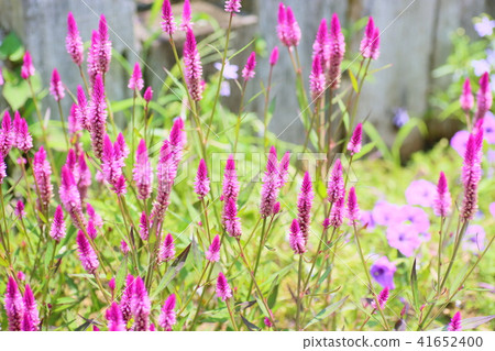 Nogeitou花 Nogeitou花 41652400
