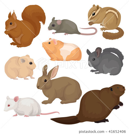 Flat vector set of various rodents. Small forest and domestic animals. Mammal creatures. Fauna and 41652406