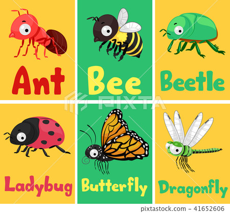 Insects Flash Cards Illustration 41652606