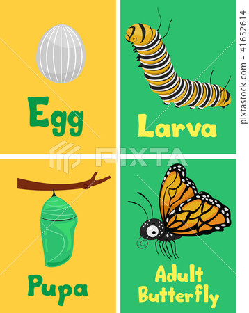Monarch Butterfly Cycle Flash Cards Illustration 41652614
