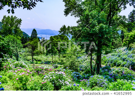  舞鶴天然文化公園繡球花 41652995
