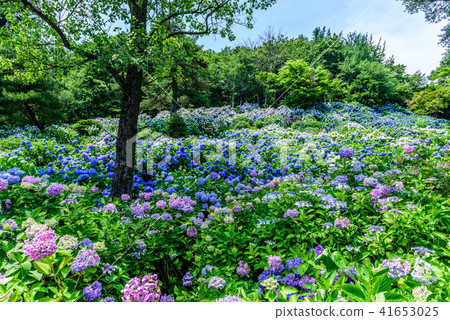 舞鶴天然文化公園繡球花 照片素材 圖片 41653025 Pixta圖庫