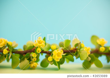 Spring blossoming barberry branch 41653089